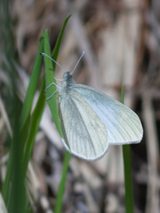 Leptidea