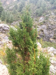 Juniperus phoenicea