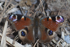 Aglais io