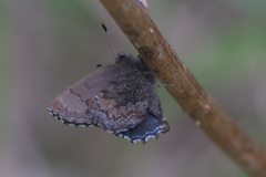 Ahlbergia frivaldszkyi
