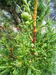 Juniperus phoenicea