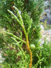Juniperus phoenicea