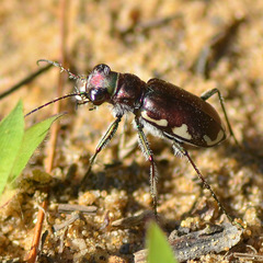 Cicindela scutellaris lecontei