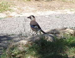 Garrulus glandarius atricapillus