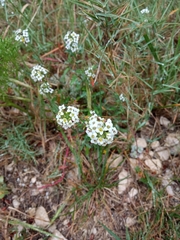 Lobularia maritima