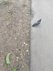Columba livia domestica