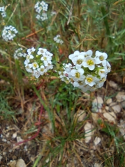 Lobularia maritima