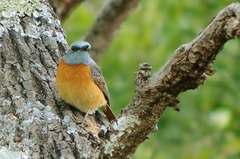 Monticola angolensis