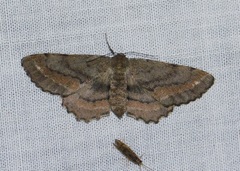 Hypagyrtis brendae