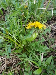 Taraxacum officinale