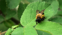 Andrena