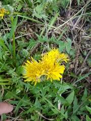 Taraxacum officinale
