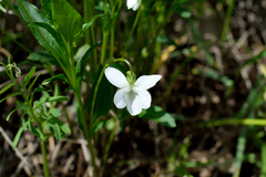 Viola accrescens