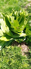 Veratrum lobelianum