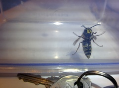 Vespula vulgaris