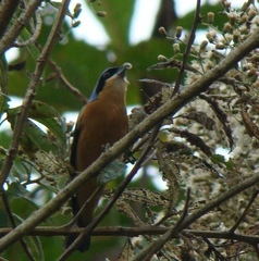 Pipraeidea melanonota