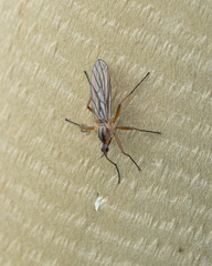 Empis digramma