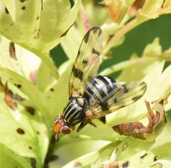 Otites porcus