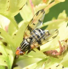 Otites porcus