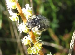 Oxythyrea funesta