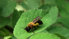 Andrena