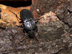 Abax parallelepipedus