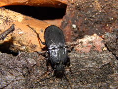 Abax parallelepipedus
