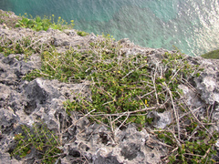 Ligustrum tamakii