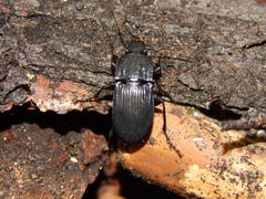 Abax parallelepipedus