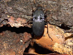 Abax parallelepipedus