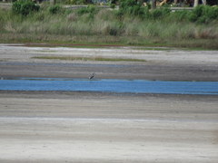 Egretta tricolor image