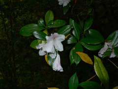 Rhododendron tashiroi