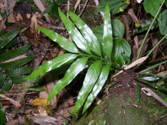 Asplenium formosae