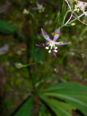 Swertia tashiroi