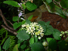 Hydrangea liukiuensis