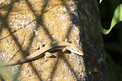 Takydromus tachydromoides
