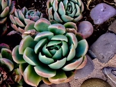 Echeveria elegans