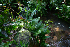 Leptochilus pteropus