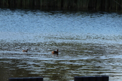 Tachybaptus ruficollis