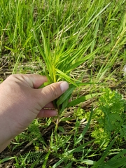 Chamaenerion angustifolium
