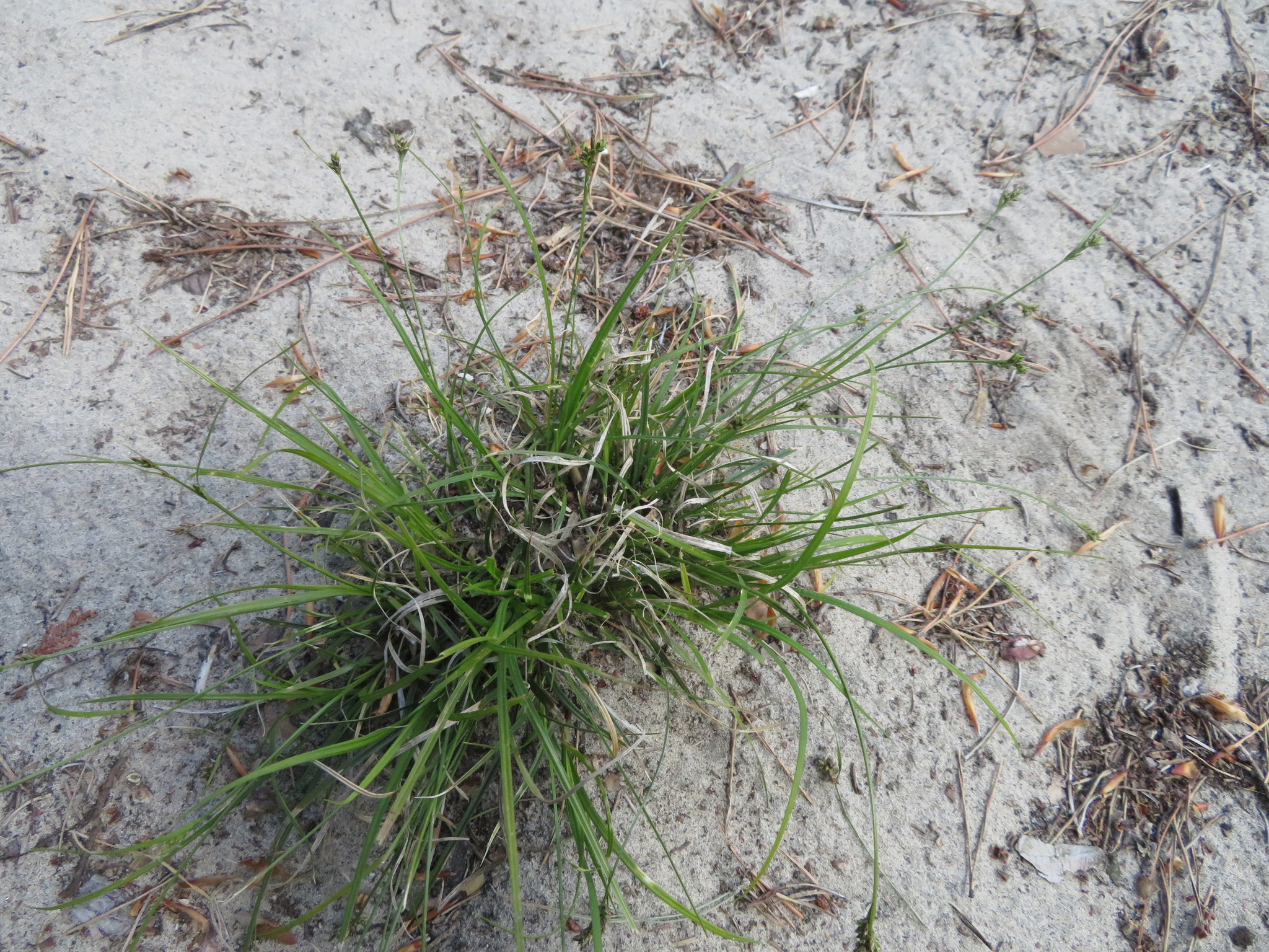 Carex deflexa var. deflexa