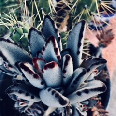 Kalanchoe tomentosa