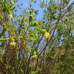 Gnidia oppositifolia