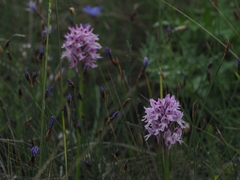 Neotinea tridentata tridentata