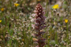 Orobanche amethystea