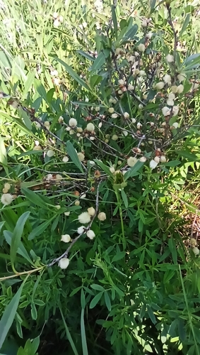 Prunus tenella