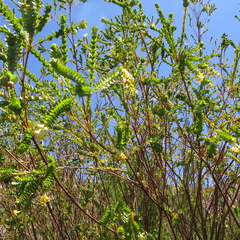 Gnidia oppositifolia