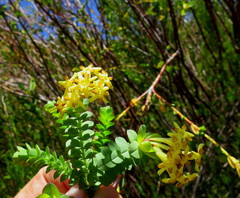 Gnidia oppositifolia