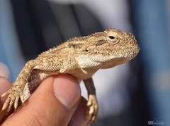 Trapelus mutabilis