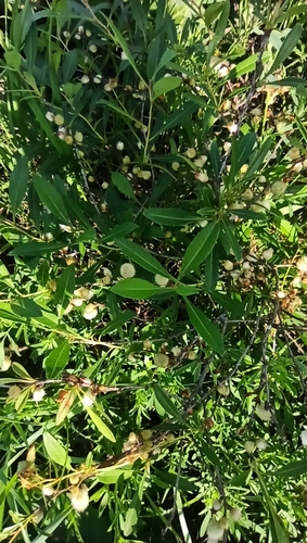 Prunus tenella